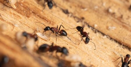 Couvreur Six Fours les Plages : traitement fourmis charpentières