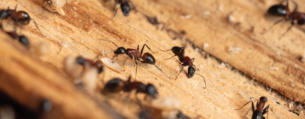 Couvreur Six Fours les Plages : traitement fourmis charpentières