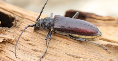 Reconnaître les insectes xylophages