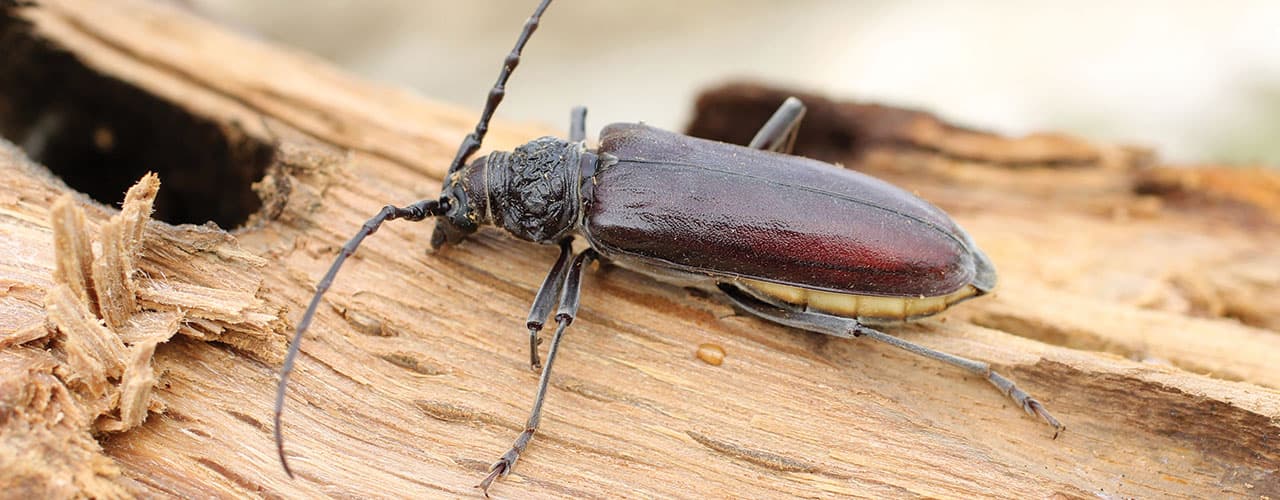 Reconnaître les insectes xylophages